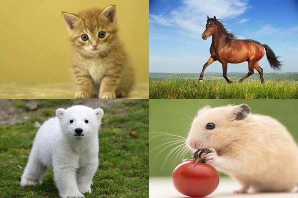 Bạn muốn hóa thân thành loài vật nào? Câu trả lời tiết lộ điều bạn cần nhất lúc này