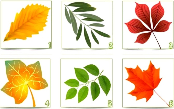 Chọn 1 chiếc lá sắc màu dưới đây để khám phá tính cách tiềm ẩn trong con người bạn 