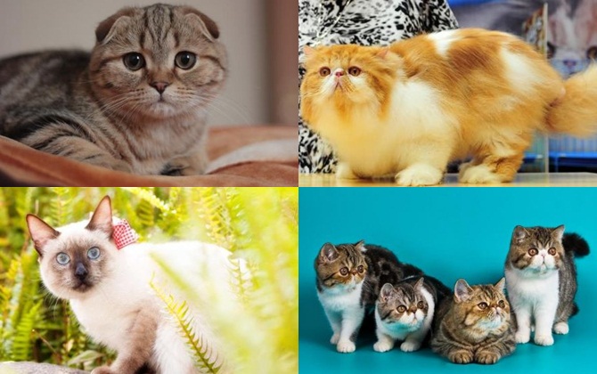 Chọn một con mèo thích nhất dưới đây để biết bạn sẽ gặp người như thế nào trong năm 2021 tới nhé