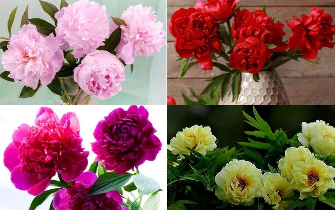 Chọn một loại hoa bạn thích và thử xem tháng tới bạn có thấy hạnh phúc, tài lộc hanh thông không nhé?