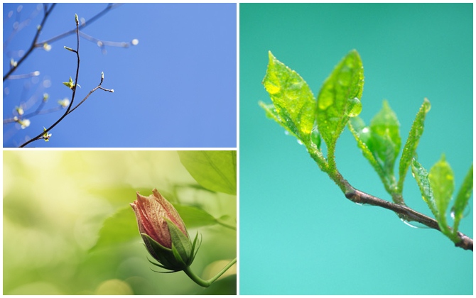 Chọn một nụ hoa, chồi cây đang đâm chồi mà bạn cho rằng đẹp nhất để biết bạn có chờ đợi ai đó trong cuộc đời mình không?
