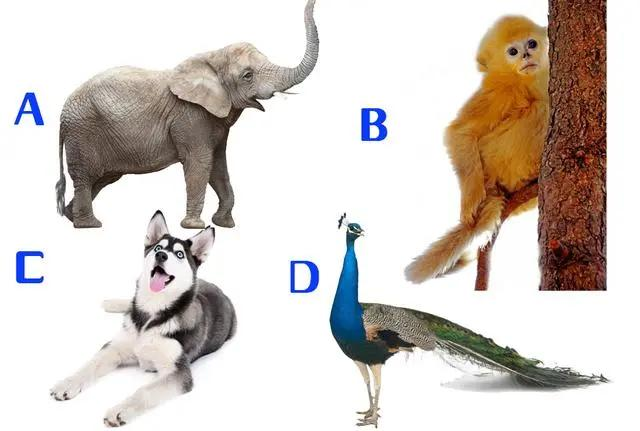 Chọn một con vật để mang ra khỏi rừng, và tìm hiểu xem tại sao bạn có cảm giác tội lỗi