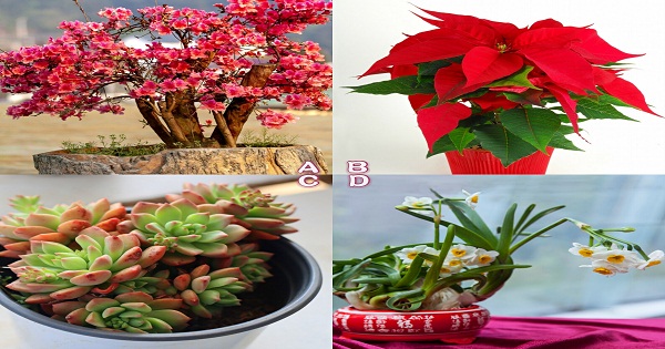 Chọn một chậu cây để biết rõ tính cách của bạn