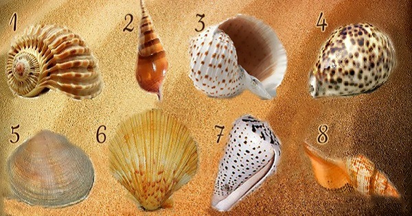 Chọn một vỏ sò và khám phá những tính cách thú vị nhất của bạn