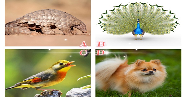 Chọn một con vật bạn thích và tìm hiểu bạn có đặc điểm nào mà ít người biết đến