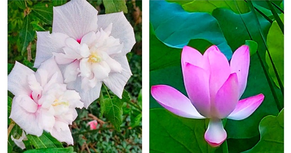Loài hoa bạn chọn sẽ tiết lộ bạn là người tử tế hay người vô tâm