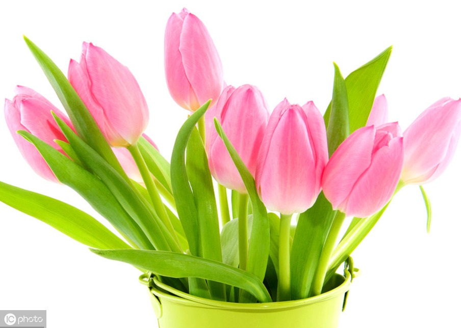 Chọn 1 bông hoa tulip bạn thấy đẹp nhất để biết ai là người yêu bạn nhất trong cuộc đời này