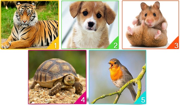 Chọn con vật bạn thích để biết rõ trạng thái cảm xúc của bạn