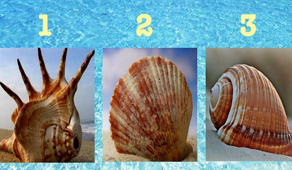 Chọn vỏ ốc và khám phá tính cách tiềm ẩn của bạn