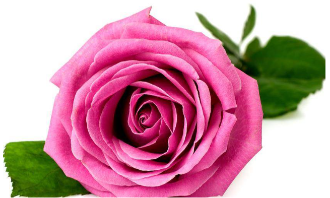 Chọn 1 bông hồng mà bạn yêu thích để biết người yêu có yêu bạn 100% hay không