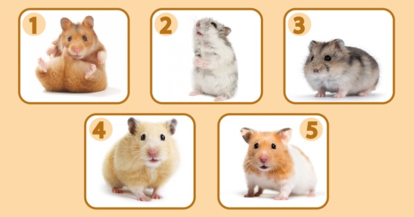 Chọn con chuột hamster và khám phá con người thật của bạn