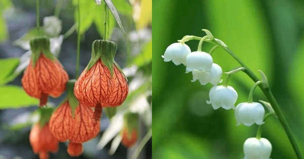 Chọn hoa chuông gió để biết đường tình duyên của bạn trong tương lai thế nào