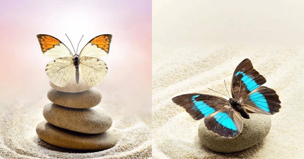 Chọn con bướm đậu trên đá để biết chuyện tình cảm của bạn có tốt đẹp không