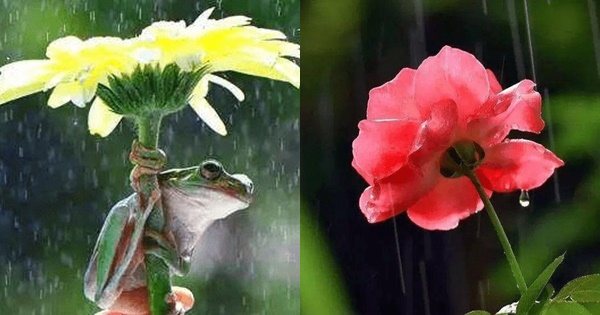  Chọn bông hoa dưới mưa để biết vì sao chàng vẫn chưa từng tỏ tình với bạn