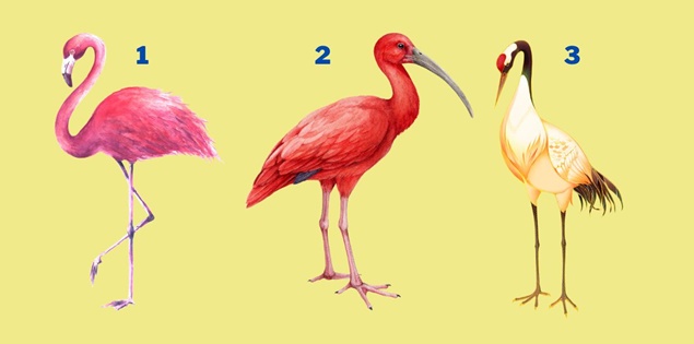 Chọn một chú chim và tìm hiểu điều gì quan trọng nhất với bạn