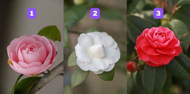 Chọn hoa hải đường để biết bạn kiên trì đến mức nào