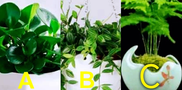 Chọn cây xanh muốn trồng để biết mức độ căng thẳng của bạn