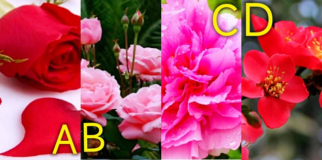 Chọn bông hoa thích nhất để biết bạn có sợ kết hôn hay không