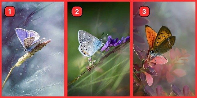 Chọn một con bướm để biết bạn là người hướng nội hay hướng ngoại