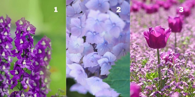 Chọn một hoa violet để khám phá phong cách sang trọng của bạn