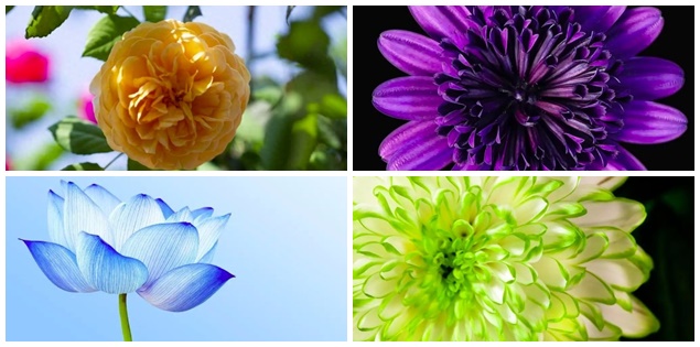 Chọn 1 loại hoa để biết bạn mang trong mình nguồn năng lượng nào nhé