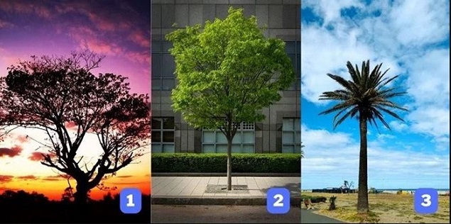 Chọn một cái cây để biết bạn có vị trí thế nào trong nhóm hoặc tập thể
