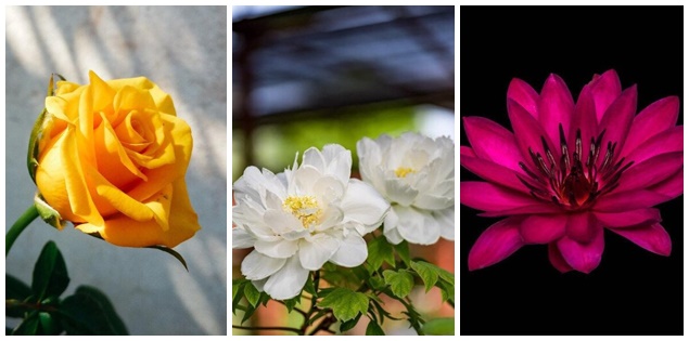 Hãy chọn 1 bông hoa để biết về độ trưởng thành của bạn