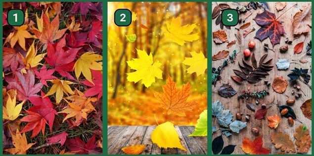 Chọn một chiếc lá mùa thu và khám phá xem bạn là người liều lĩnh mạo hiểm hay đưa ra quyết định thận trọng